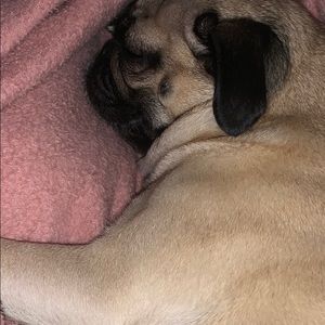 Meet your Posher, Diana